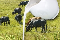 Milchverzicht-Kuh auf der Wiese